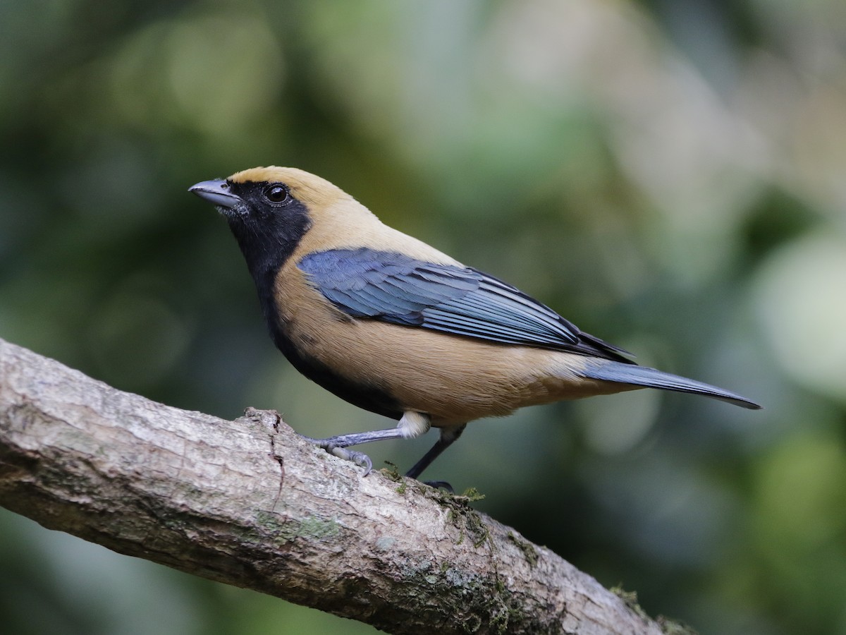 Burnished-buff Tanager - ML331357551
