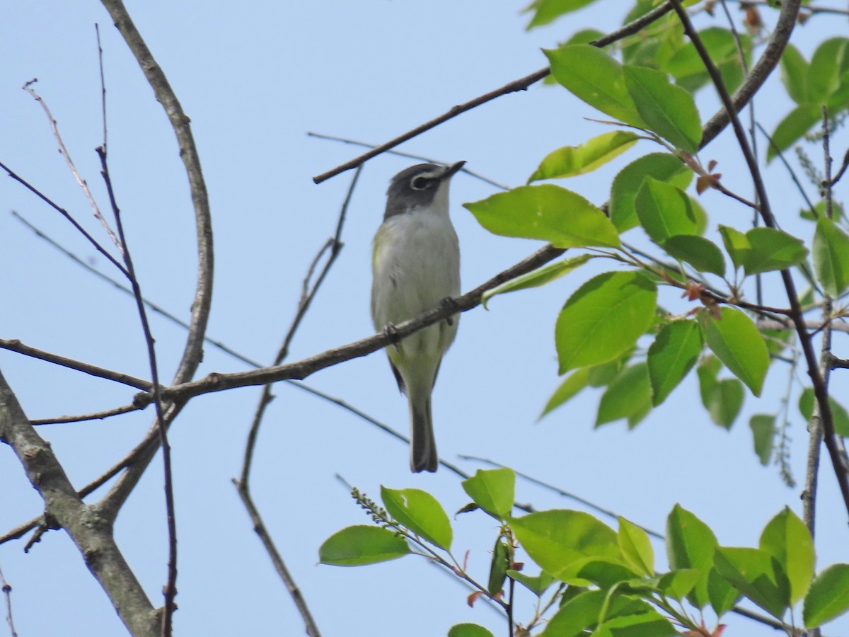 Blue-headed Vireo - ML331357621