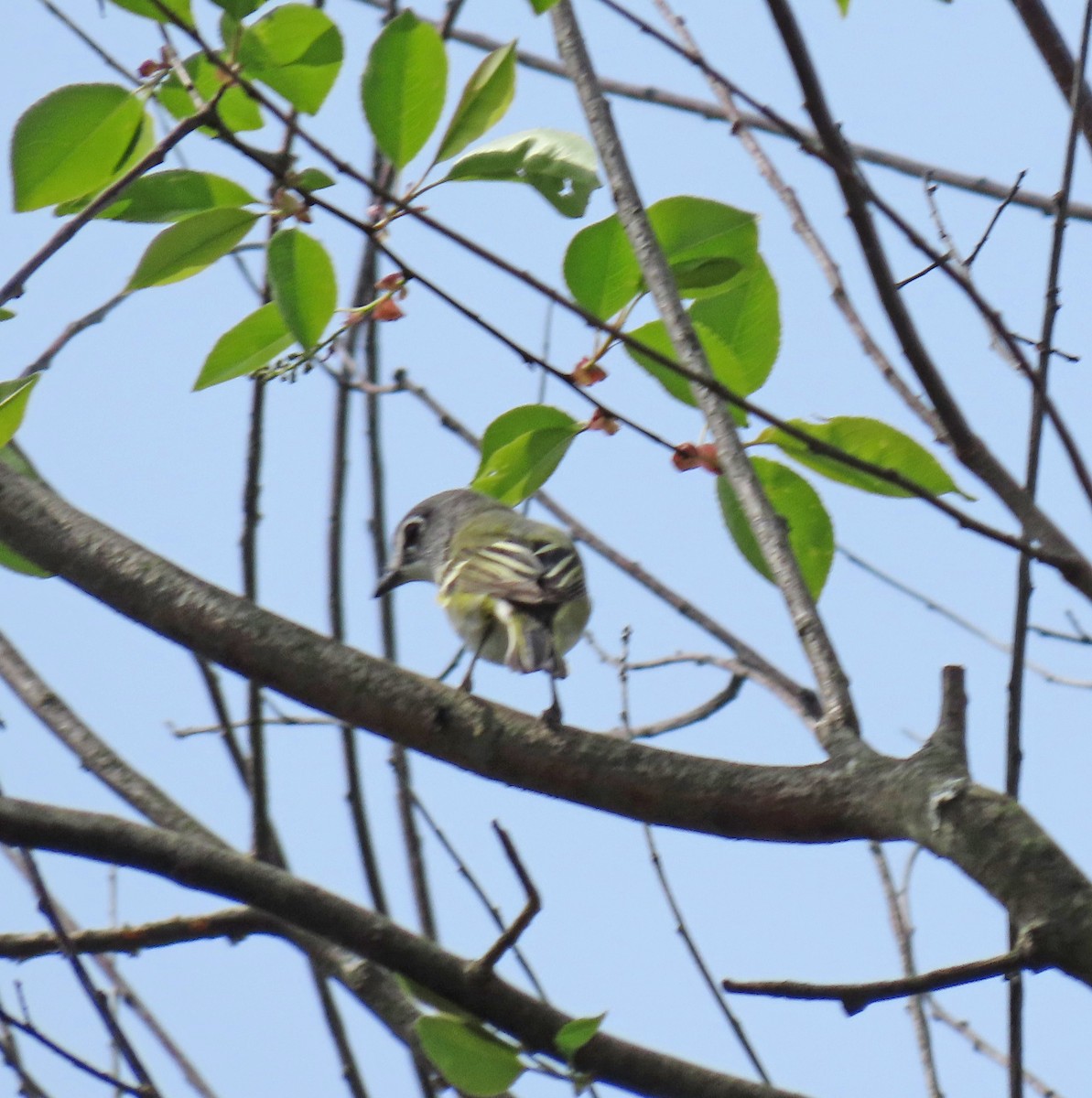 Blue-headed Vireo - ML331357651