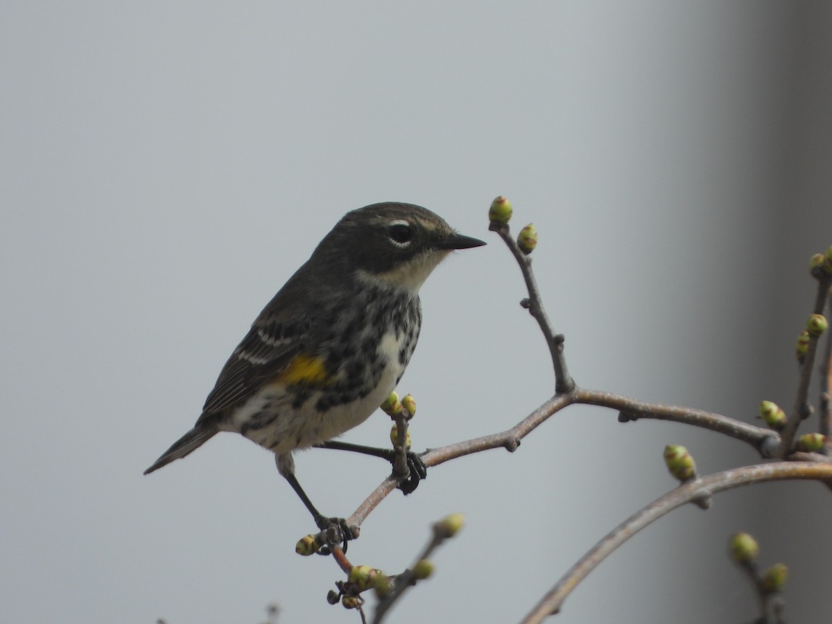 Yellow-rumped Warbler - ML331357671