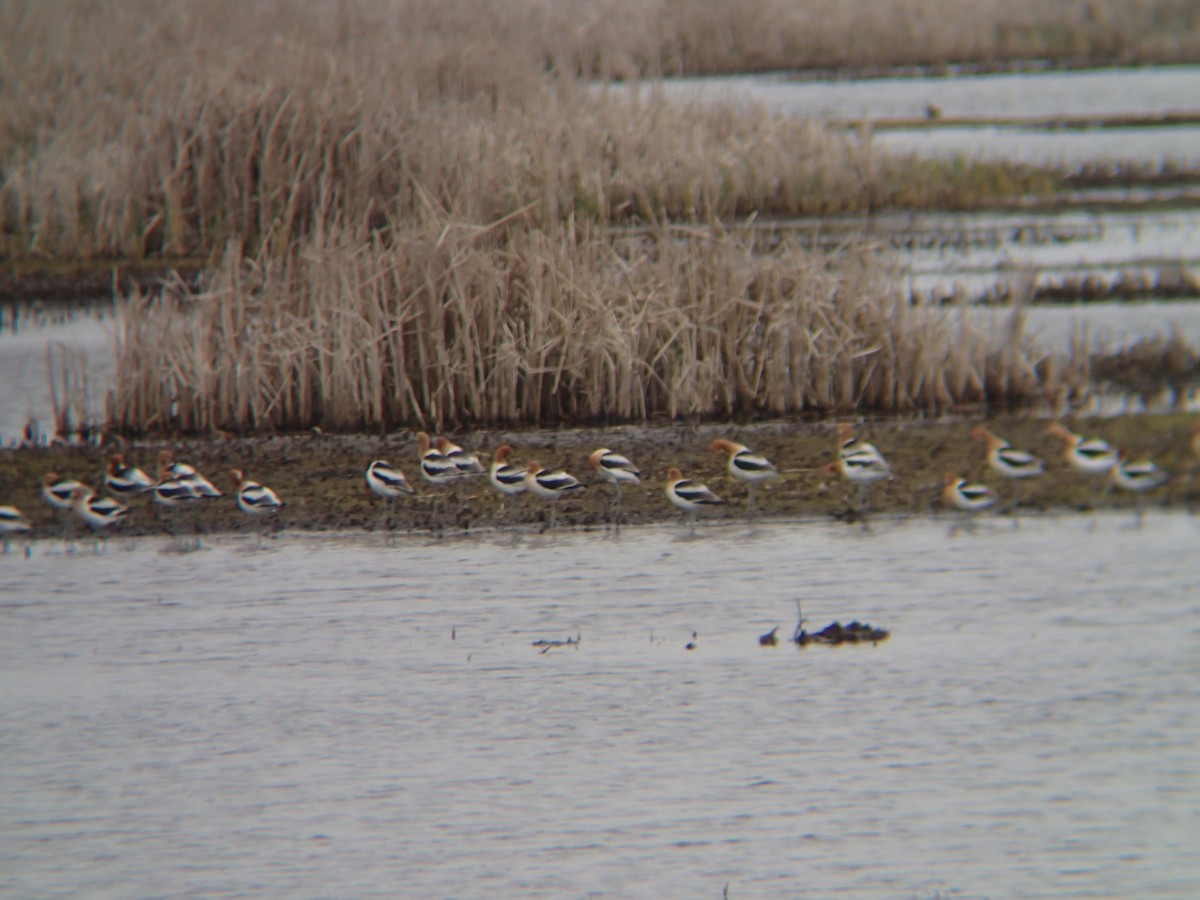 Avoceta Americana - ML331358601