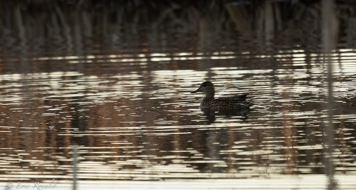 Green-winged Teal (Eurasian) - ML331358611