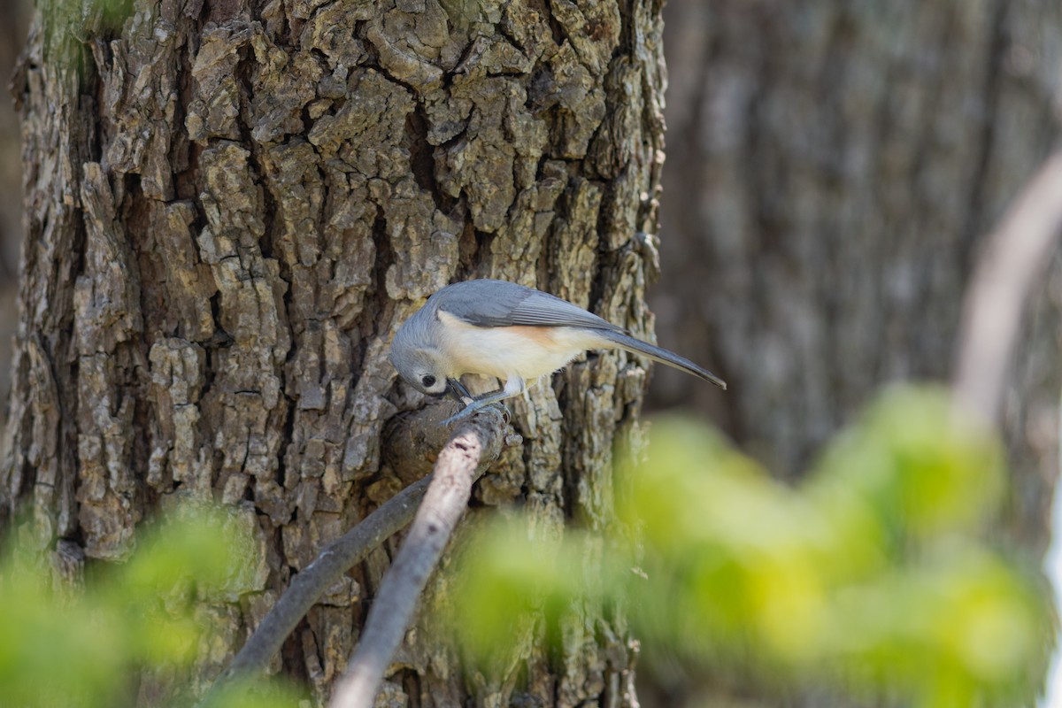 Tufted Titmouse - ML331360601