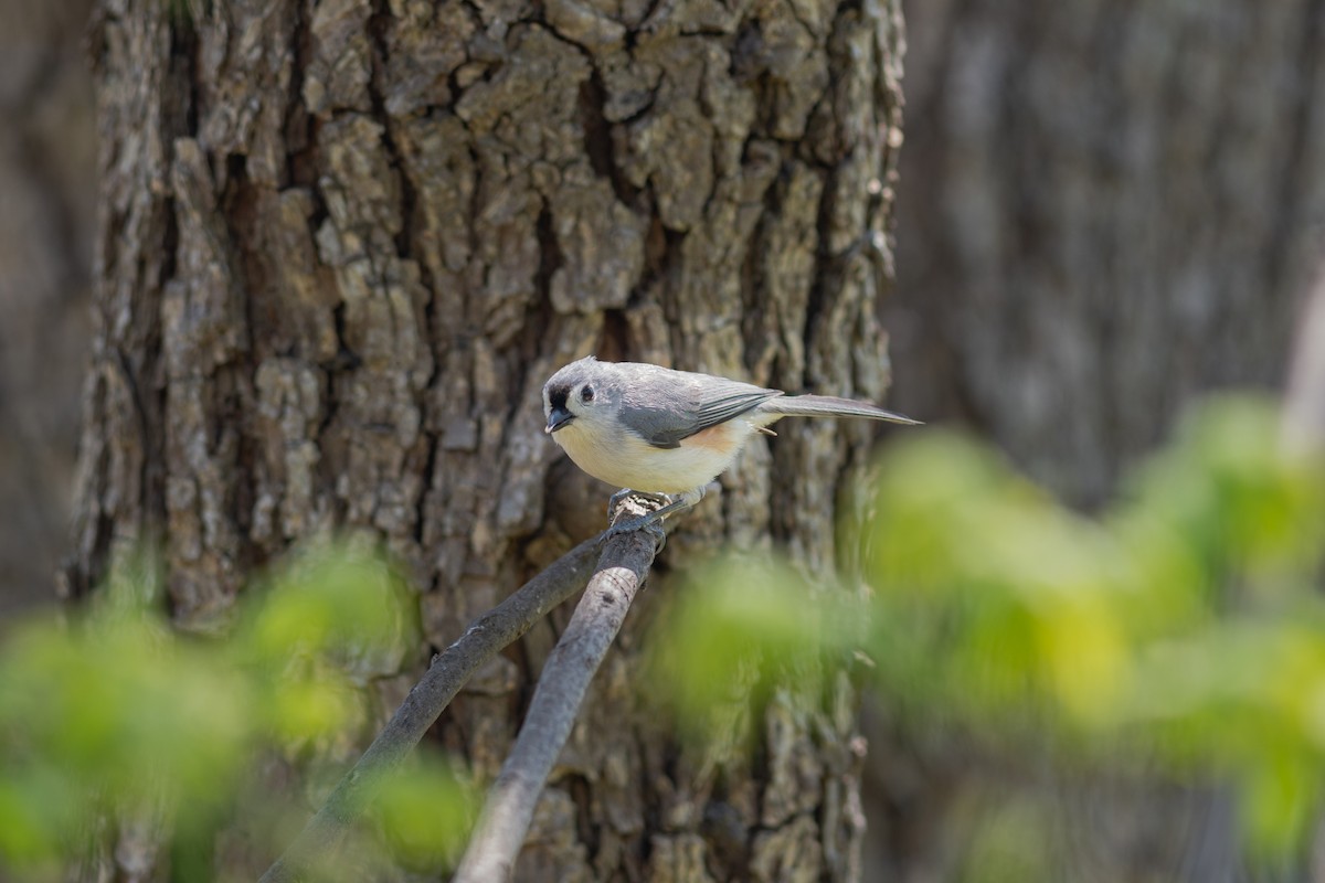 Tufted Titmouse - ML331360621