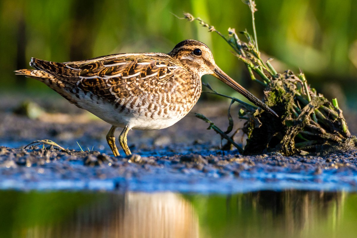 Common Snipe - ML331360801