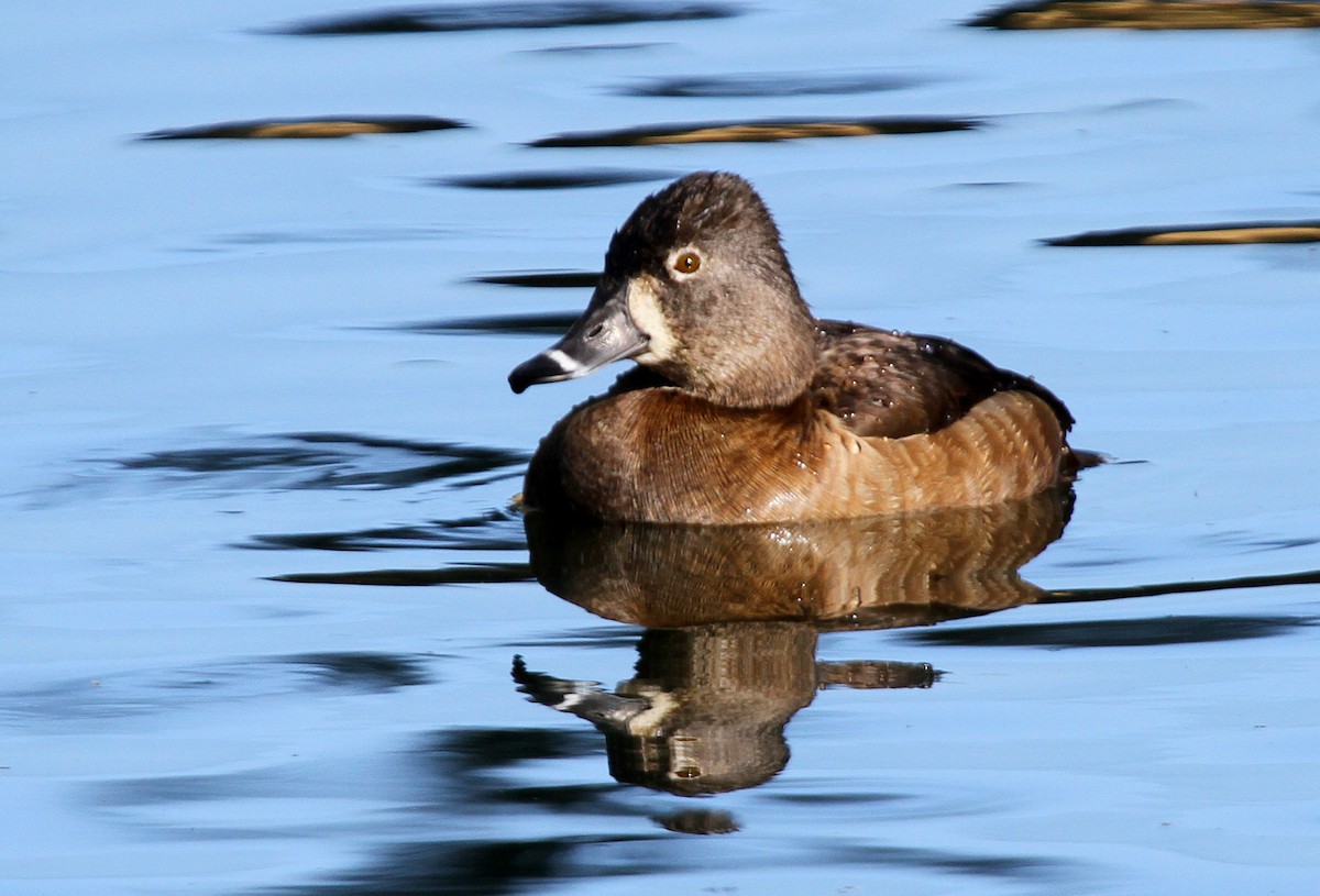 Ring-necked Duck - Matthew Grube