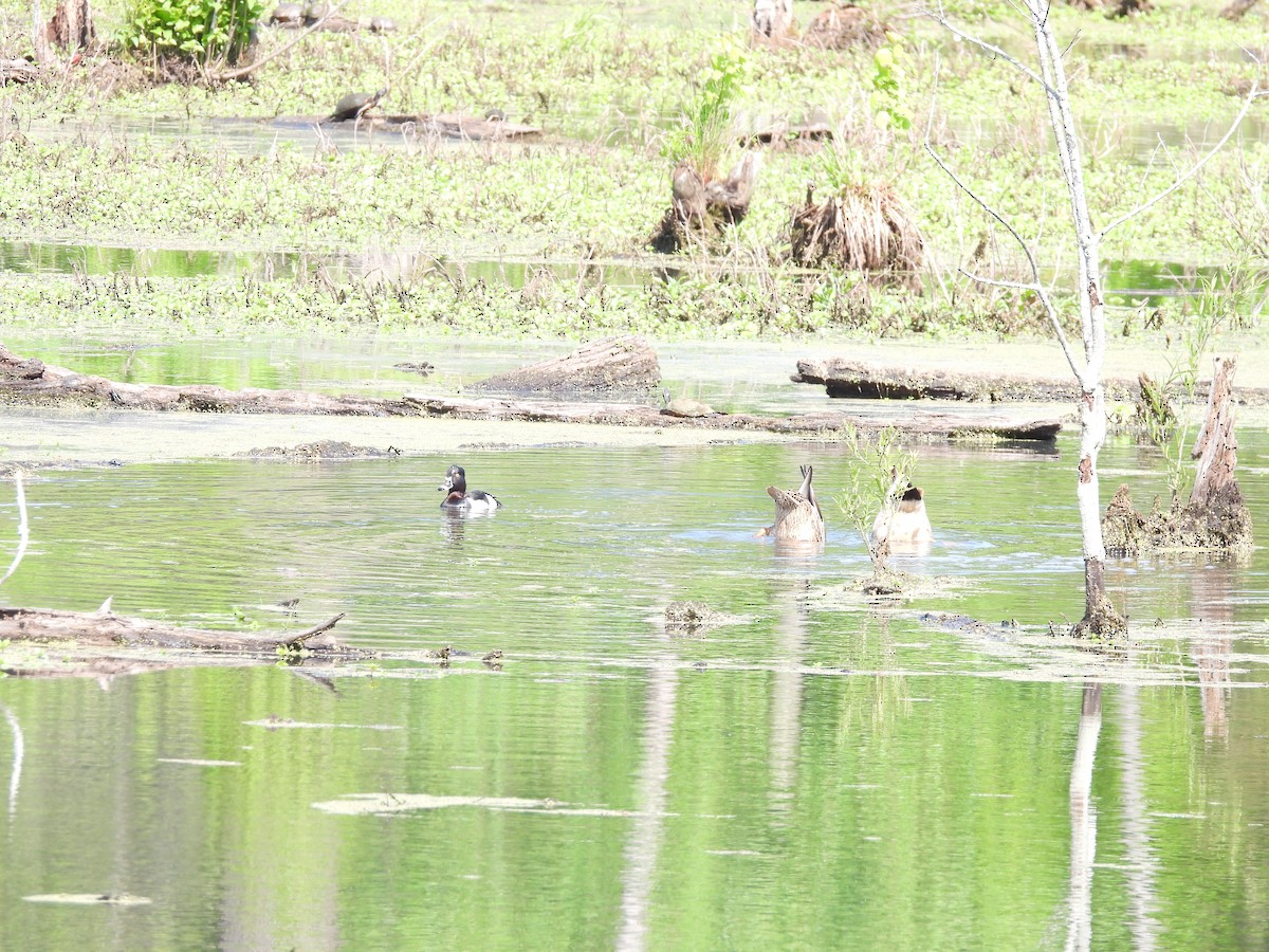 Basahatea - ML331365011