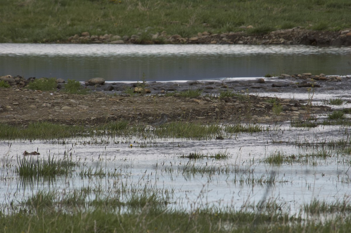 Greater Yellowlegs - ML331365551