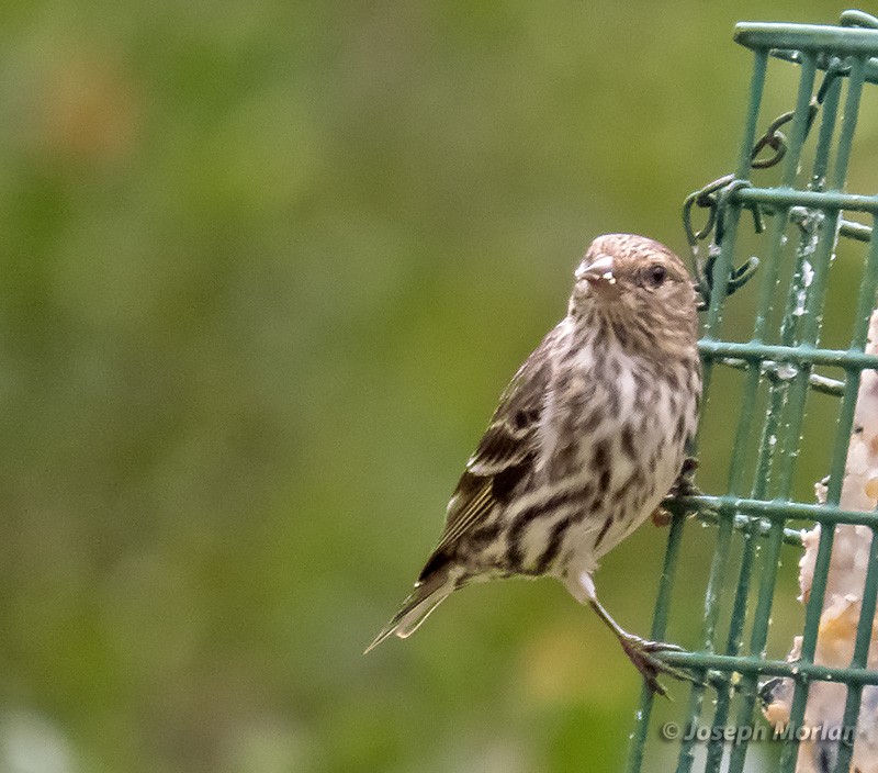 Pine Siskin - ML331366631