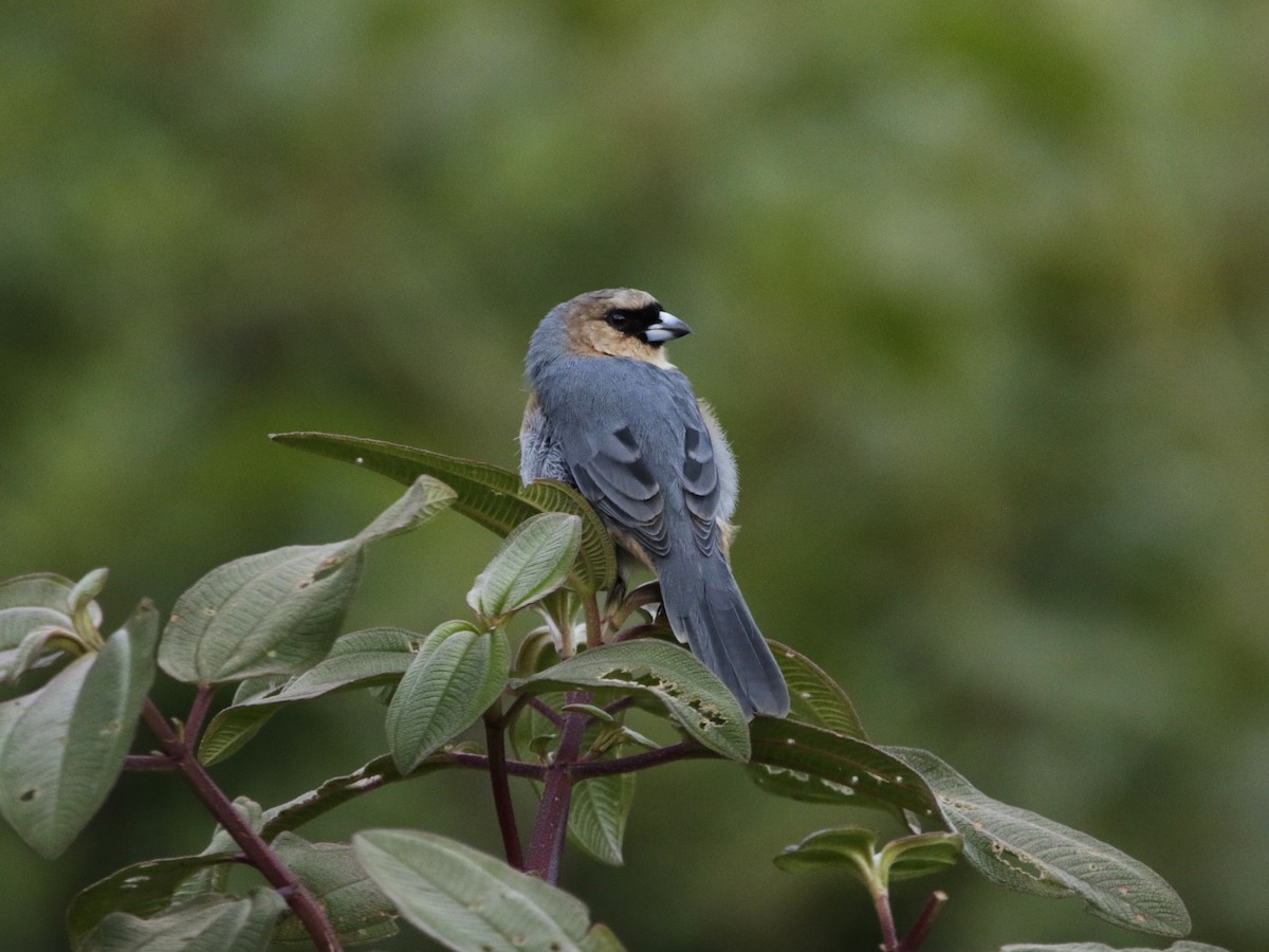 Cinnamon Tanager - ML331366841