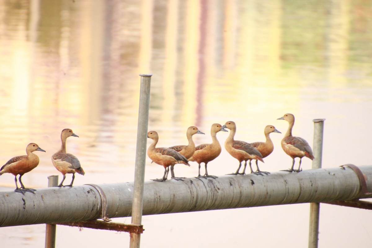 Lesser Whistling-Duck - ML331368571