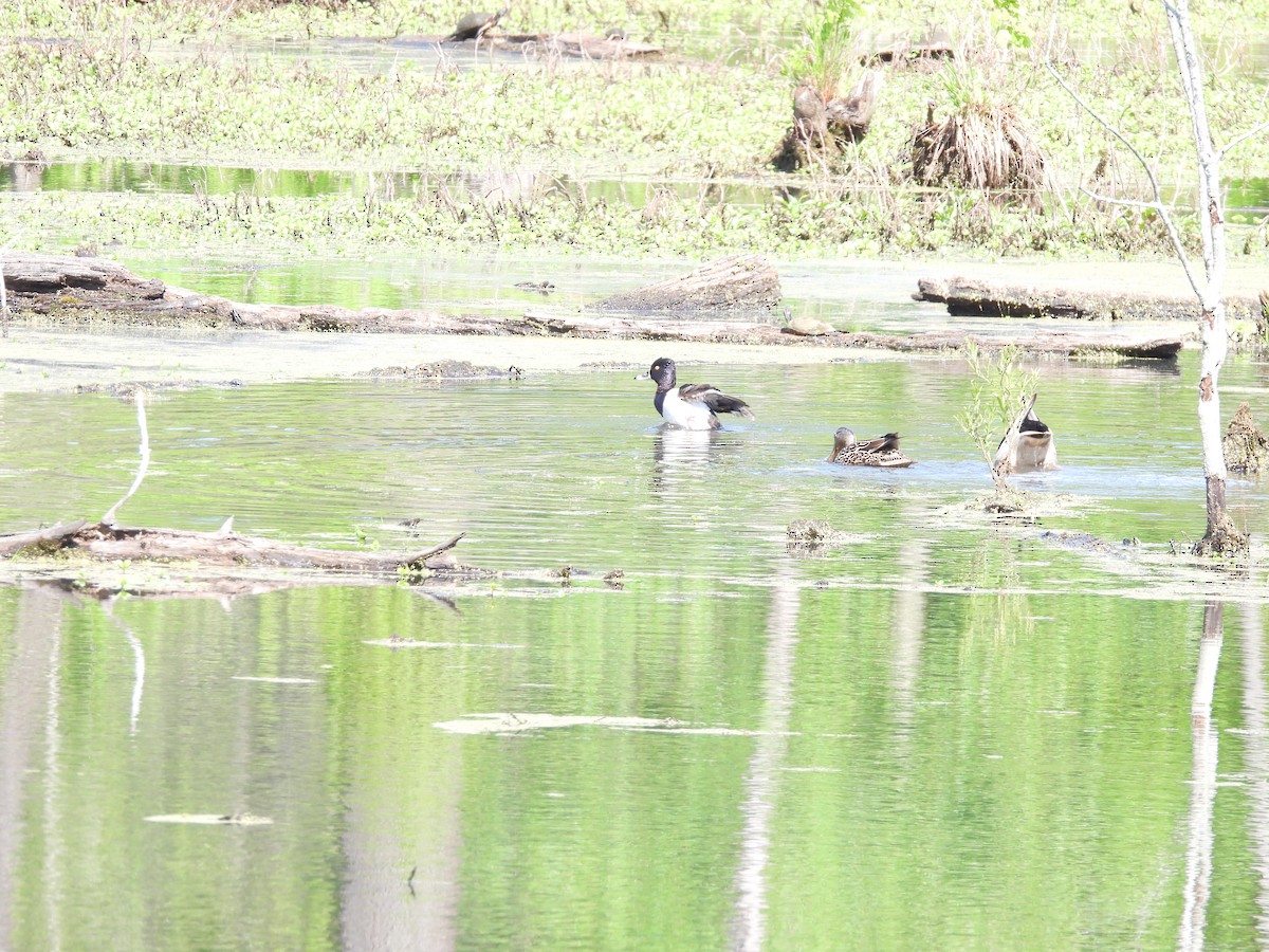 Basahatea - ML331368581