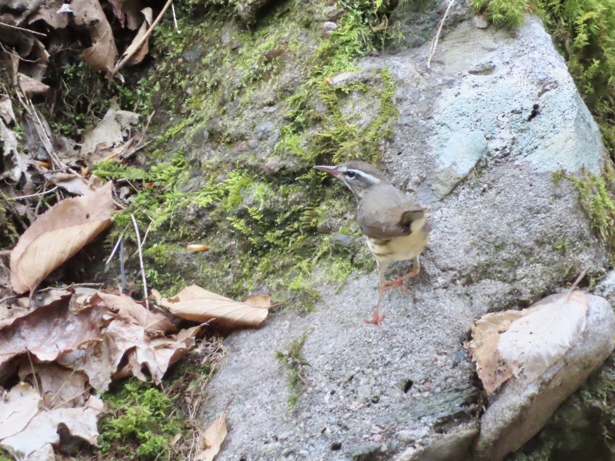 Louisiana Waterthrush - ML331370211