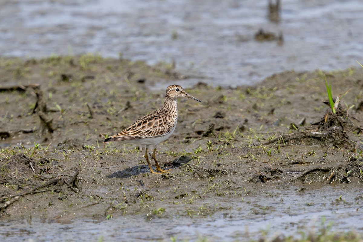 Pectoral Sandpiper - ML331370321