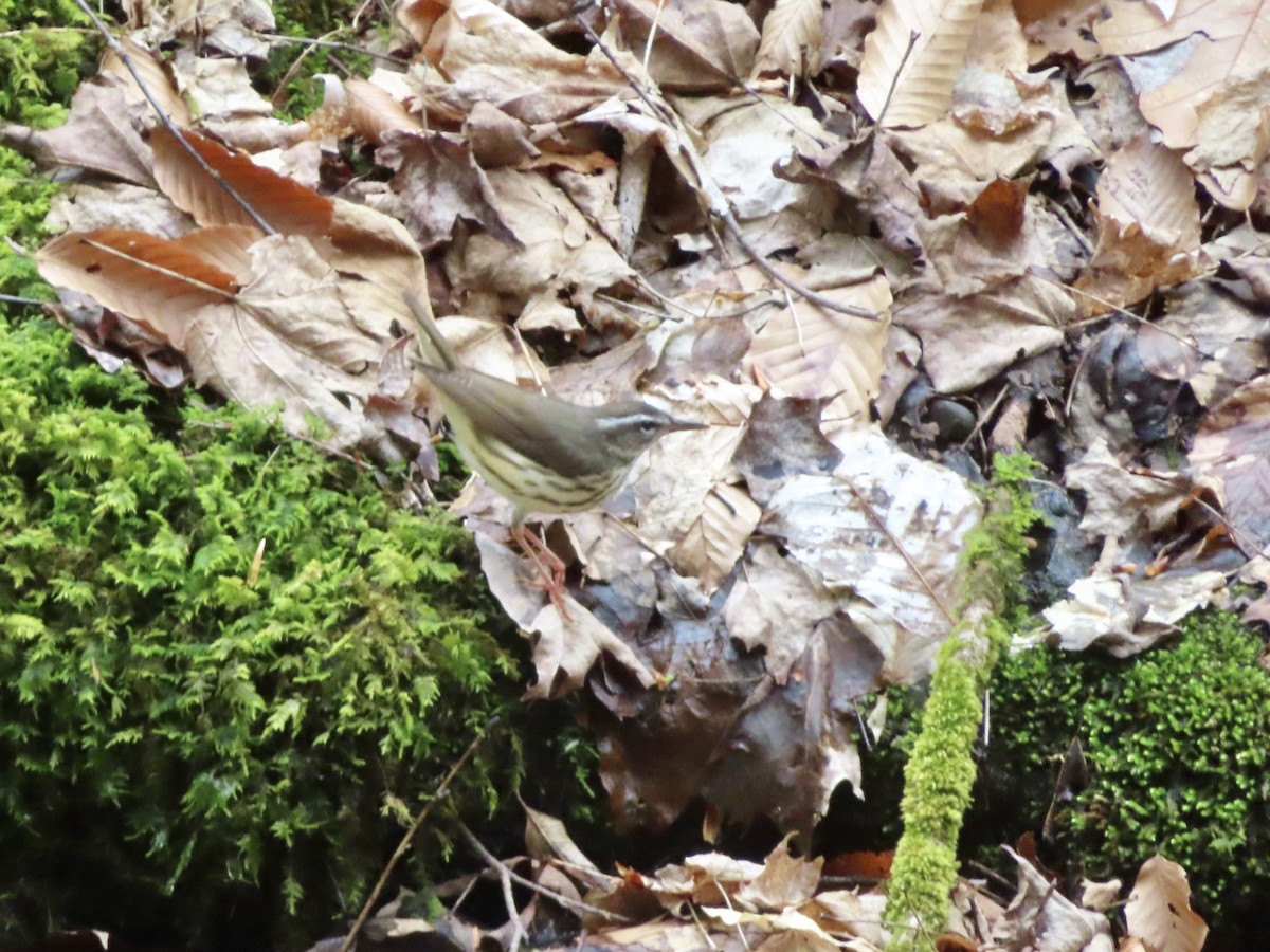 Louisiana Waterthrush - ML331370681