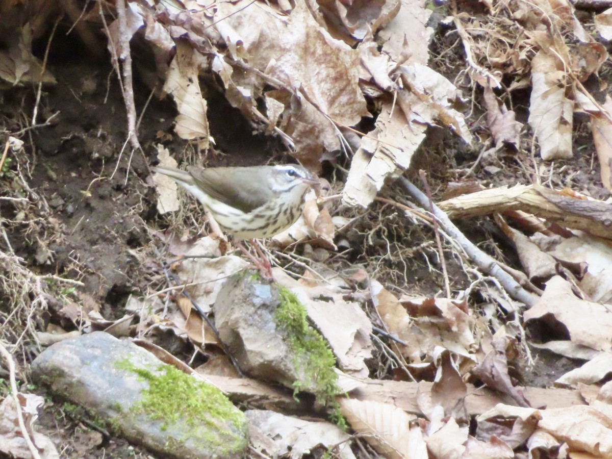 Louisiana Waterthrush - ML331370801