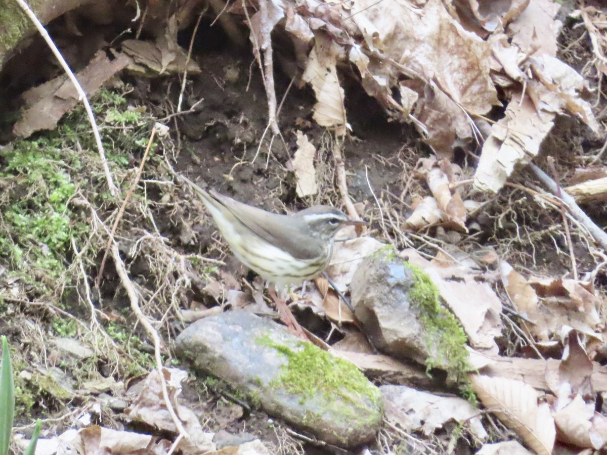 Louisiana Waterthrush - ML331370811