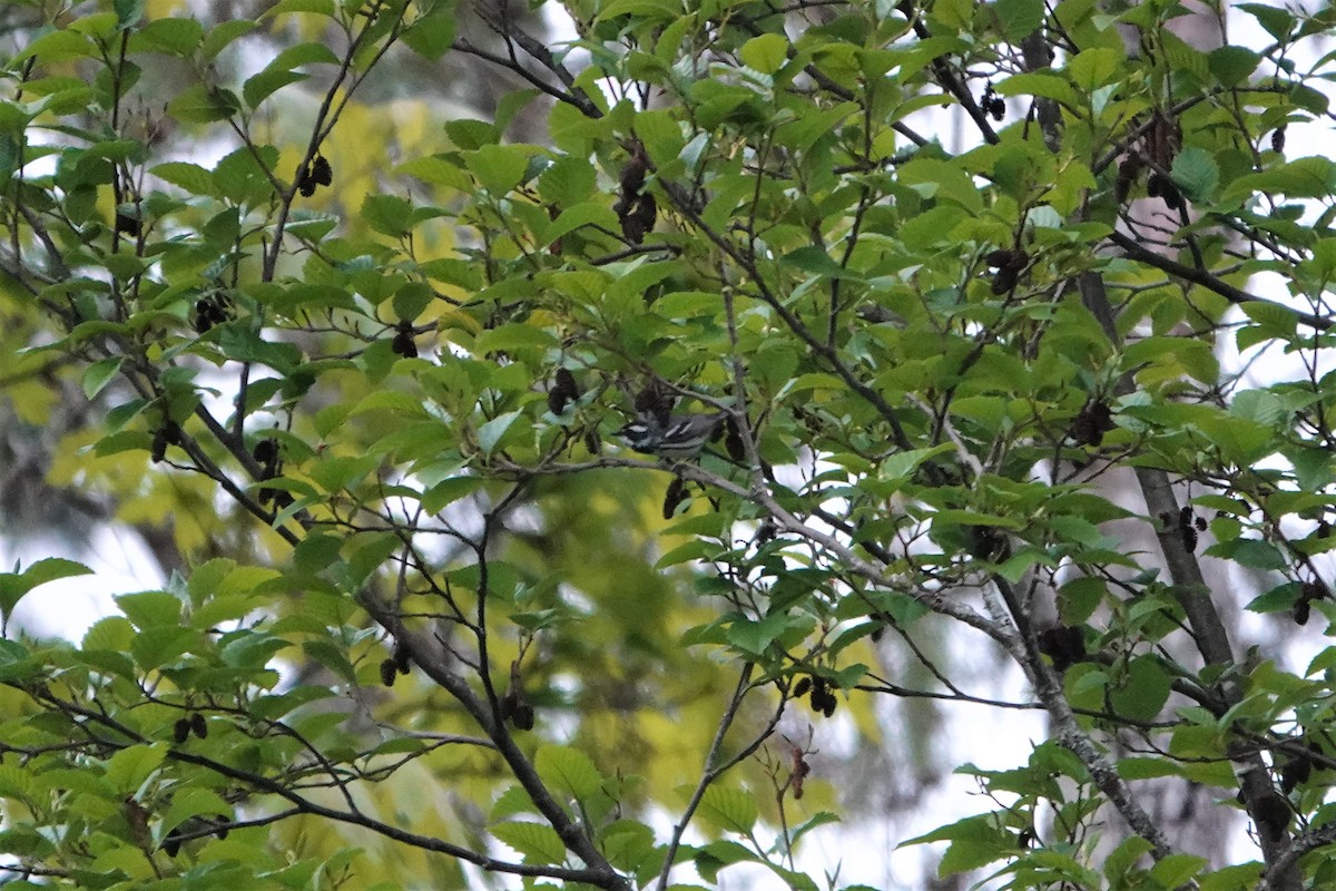 Black-throated Gray Warbler - ML331371261