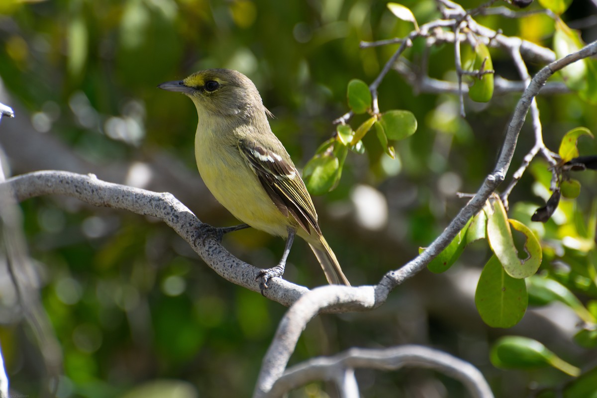 Thick-billed Vireo - ML331373491