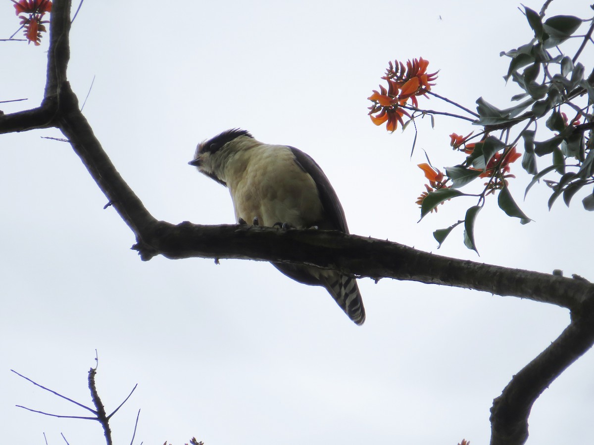 Laughing Falcon - Scarlet  Cordero Seijas