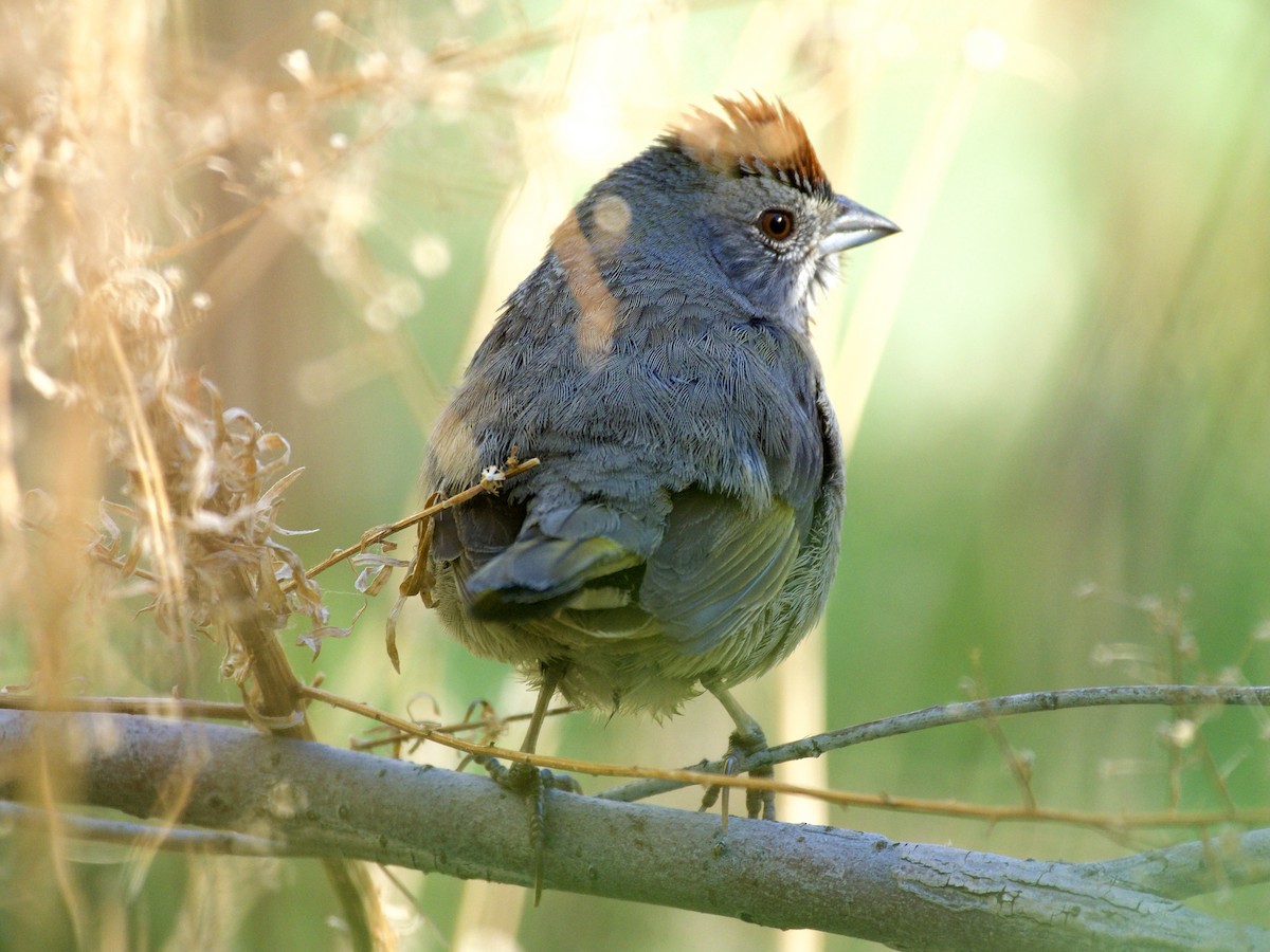 Green-tailed Towhee - Bobby Wilcox