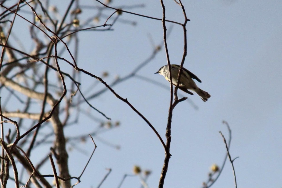 Yellow-rumped Warbler - ML331374501