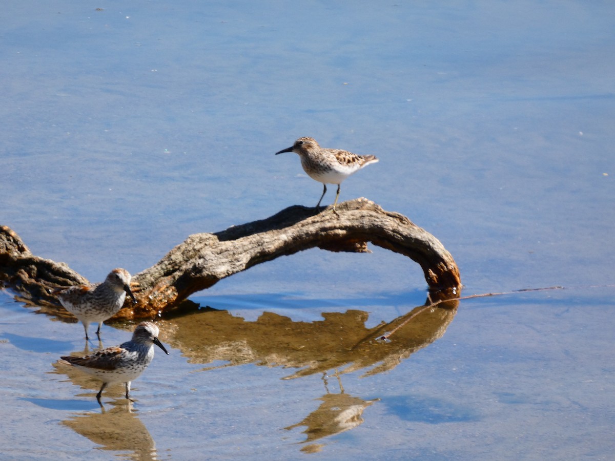 Bergstrandläufer - ML331374681