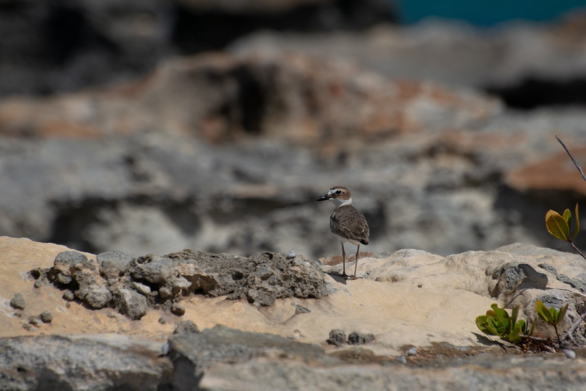 Wilson's Plover - ML331375221