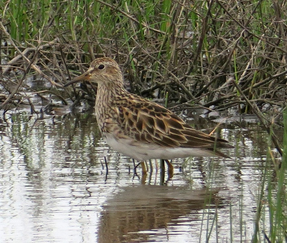 Bécasseau à poitrine cendrée - ML331376811