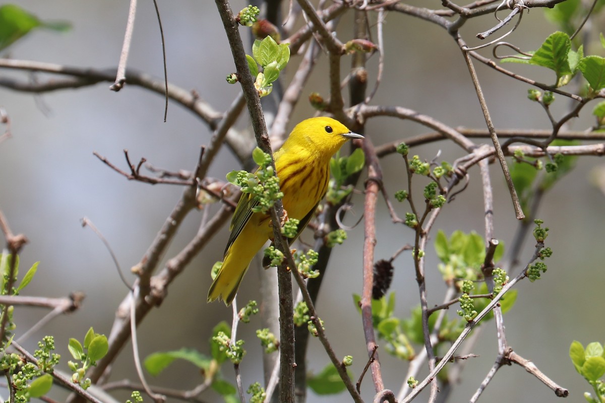 Paruline jaune (groupe aestiva) - ML331378281