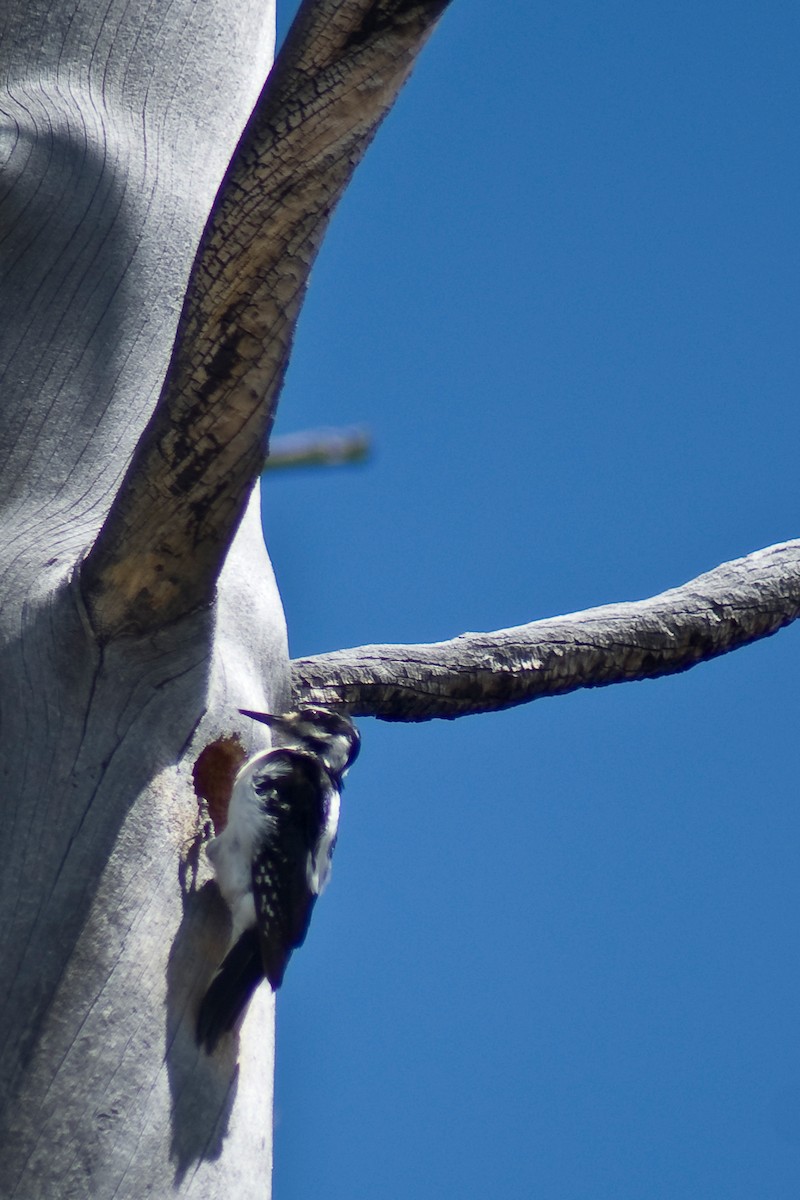 Hairy Woodpecker - ML331379221