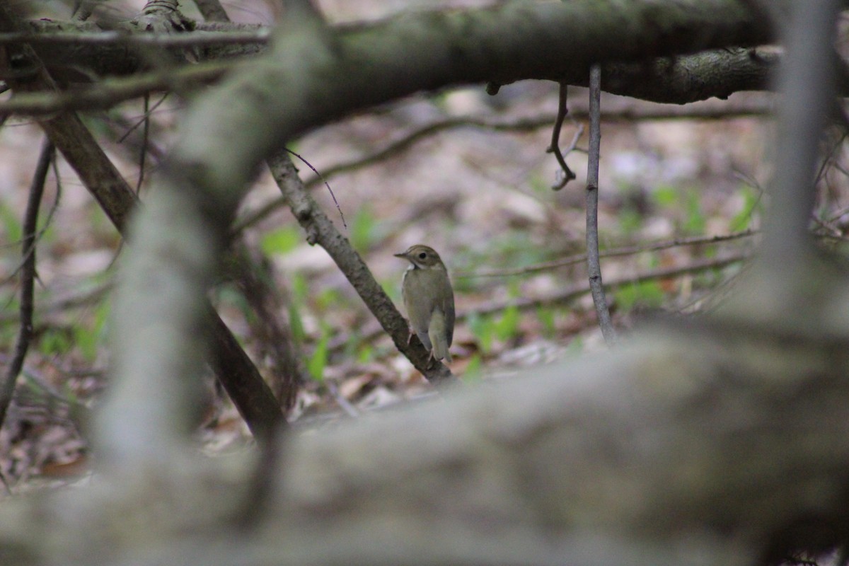 Ovenbird - ML331379701