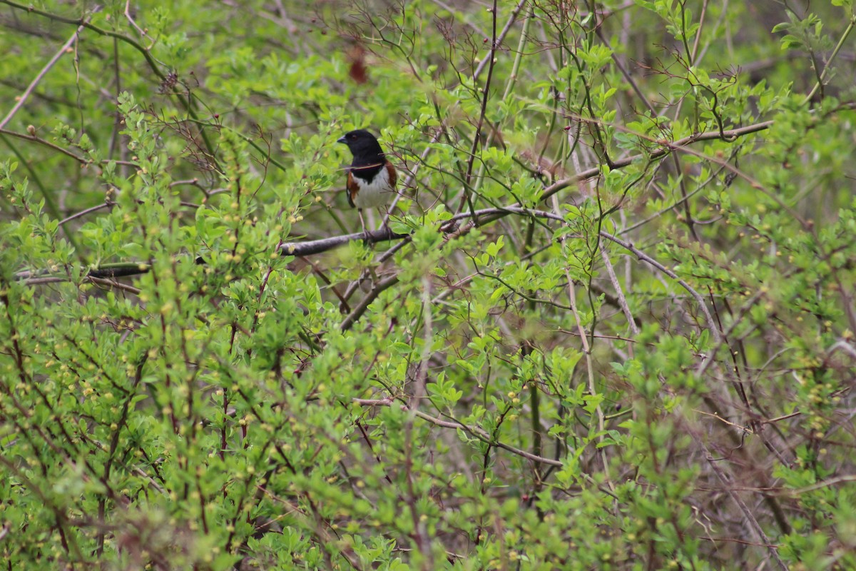 Eastern Towhee - ML331379741