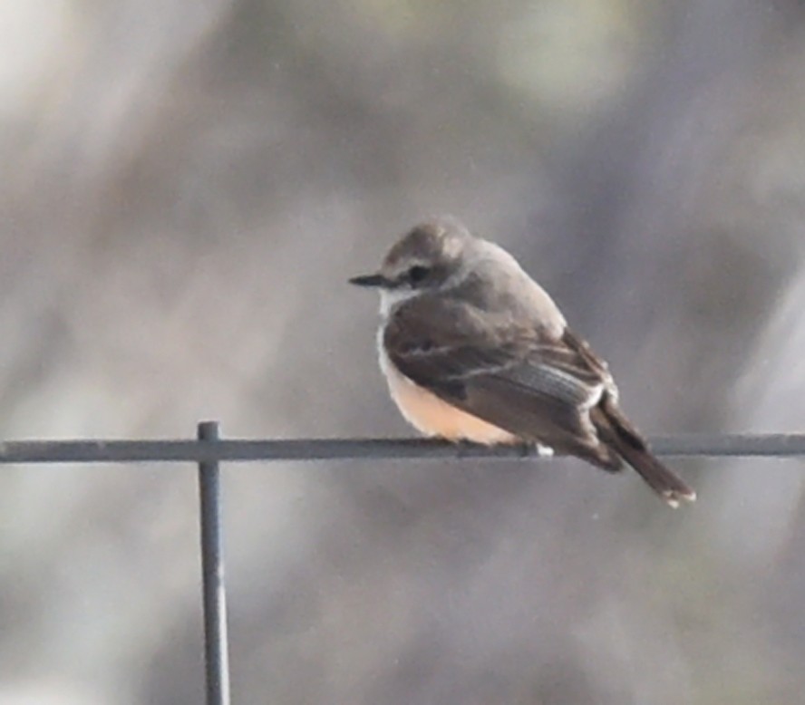 Vermilion Flycatcher - ML331379841