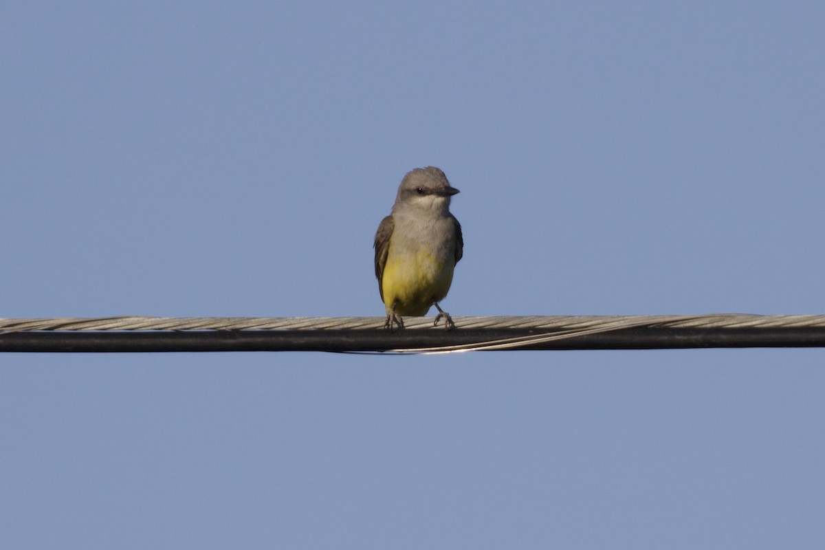 Western Kingbird - Nicole Desnoyers