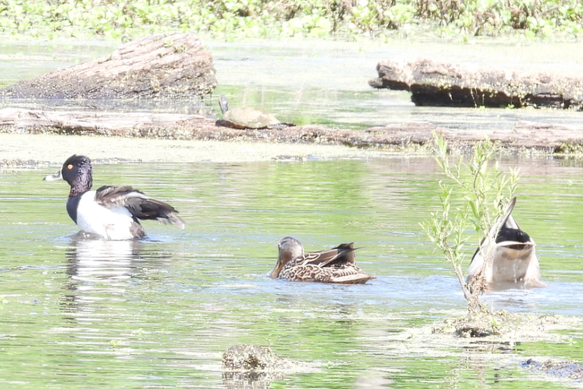 Basahatea - ML331381341