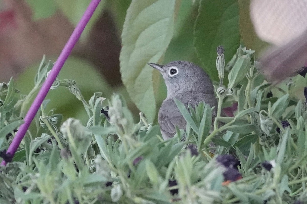 Virginia's Warbler - ML331382961