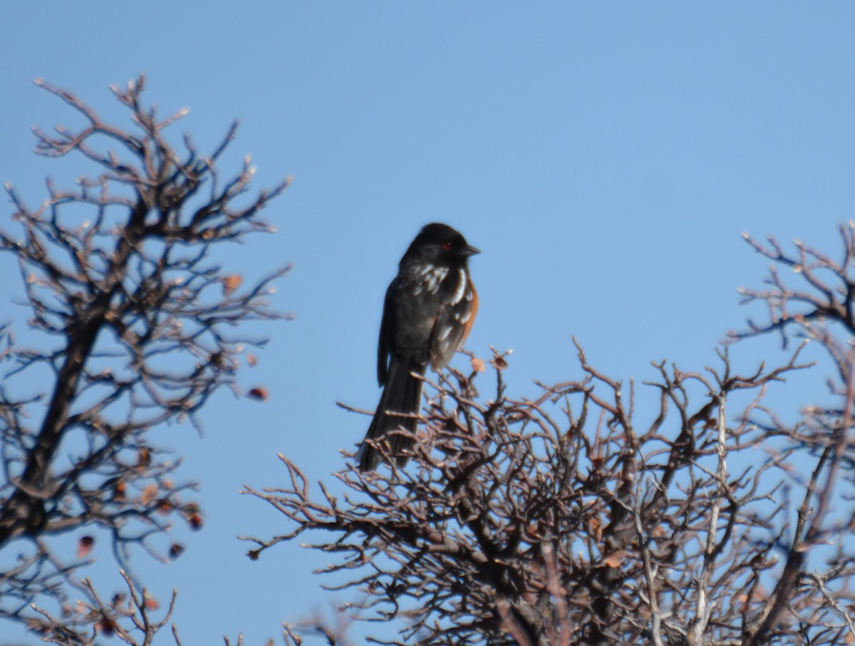 Spotted Towhee - ML331386201