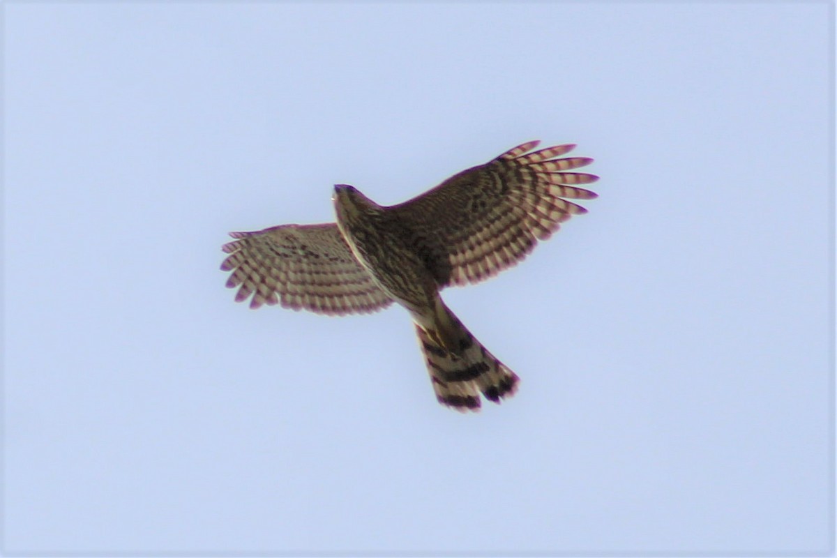 Cooper's Hawk - ML331389311