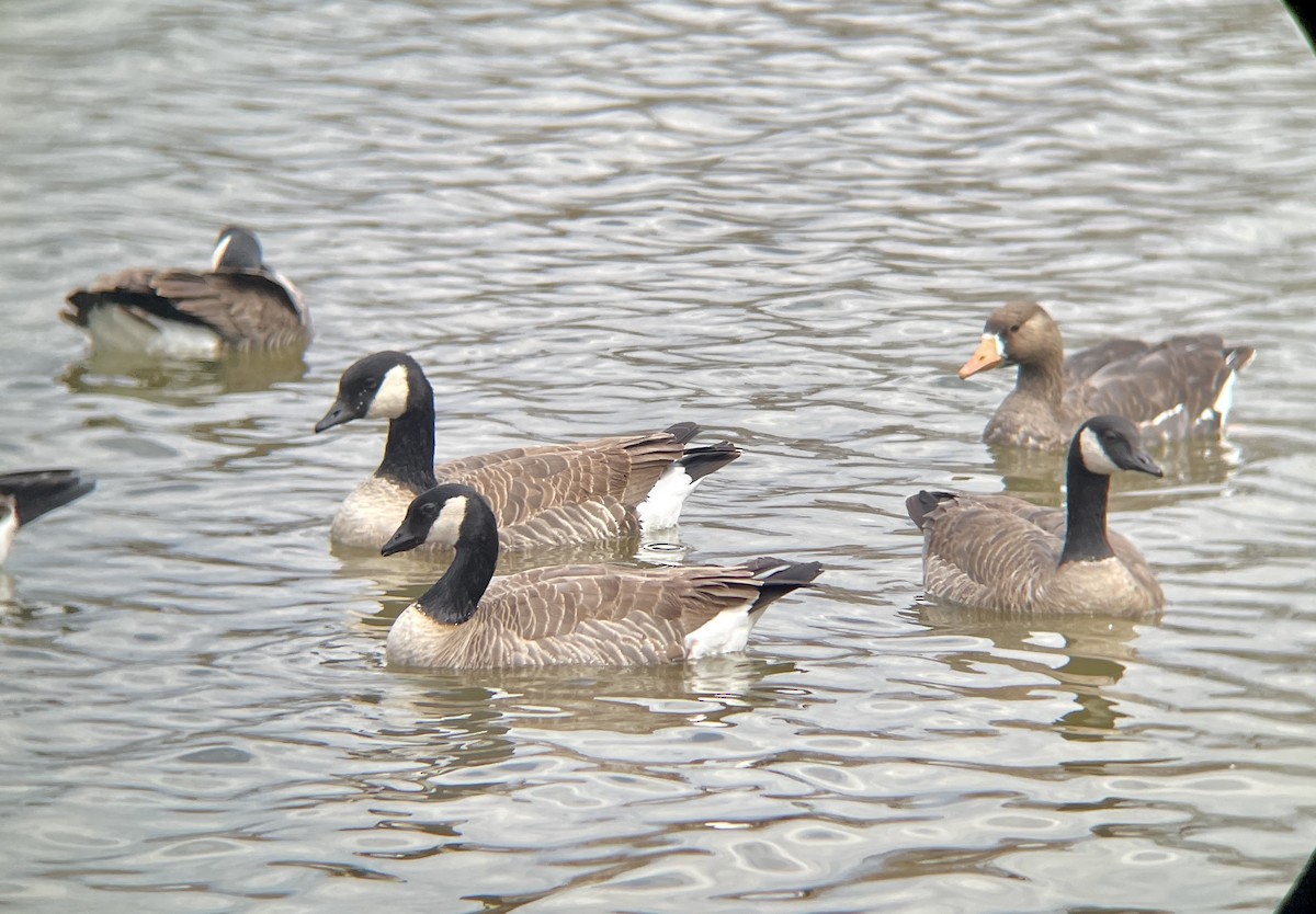 Cackling Goose - Sofia Prado-Irwin