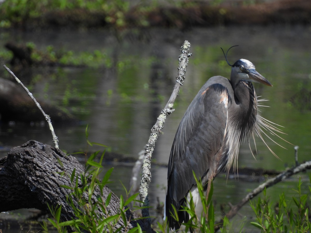 volavka velká - ML331389731