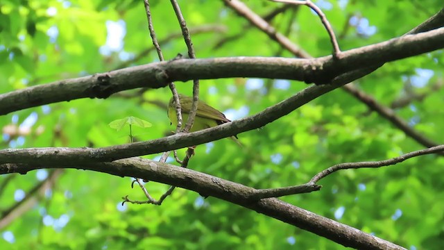 Kentucky Warbler - ML331390821