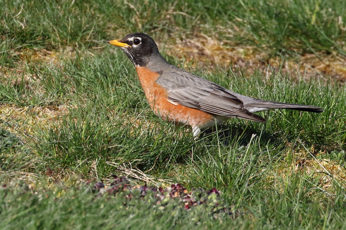 American Robin - ML331390921
