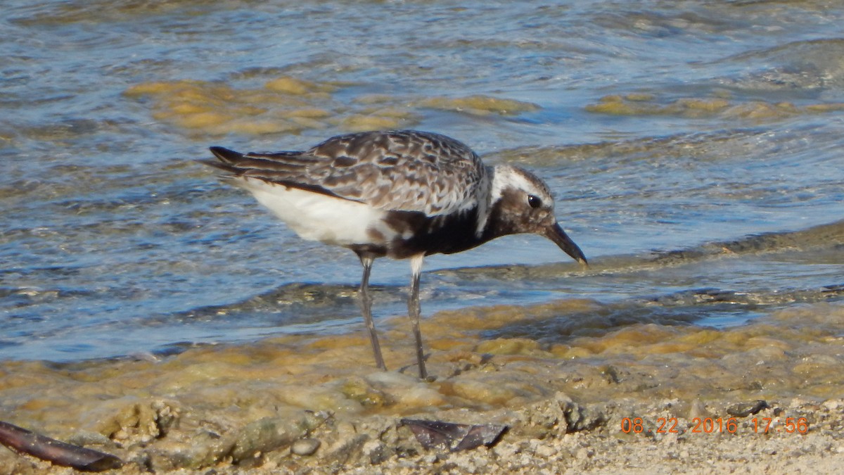 Black-bellied Plover - Vivian F. Moultrie