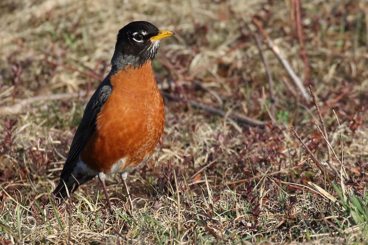 American Robin - ML331391011