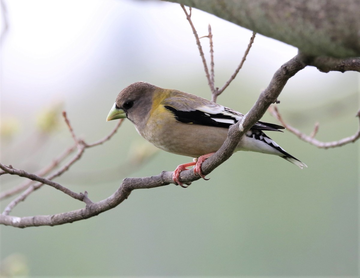 Evening Grosbeak - ML331391891