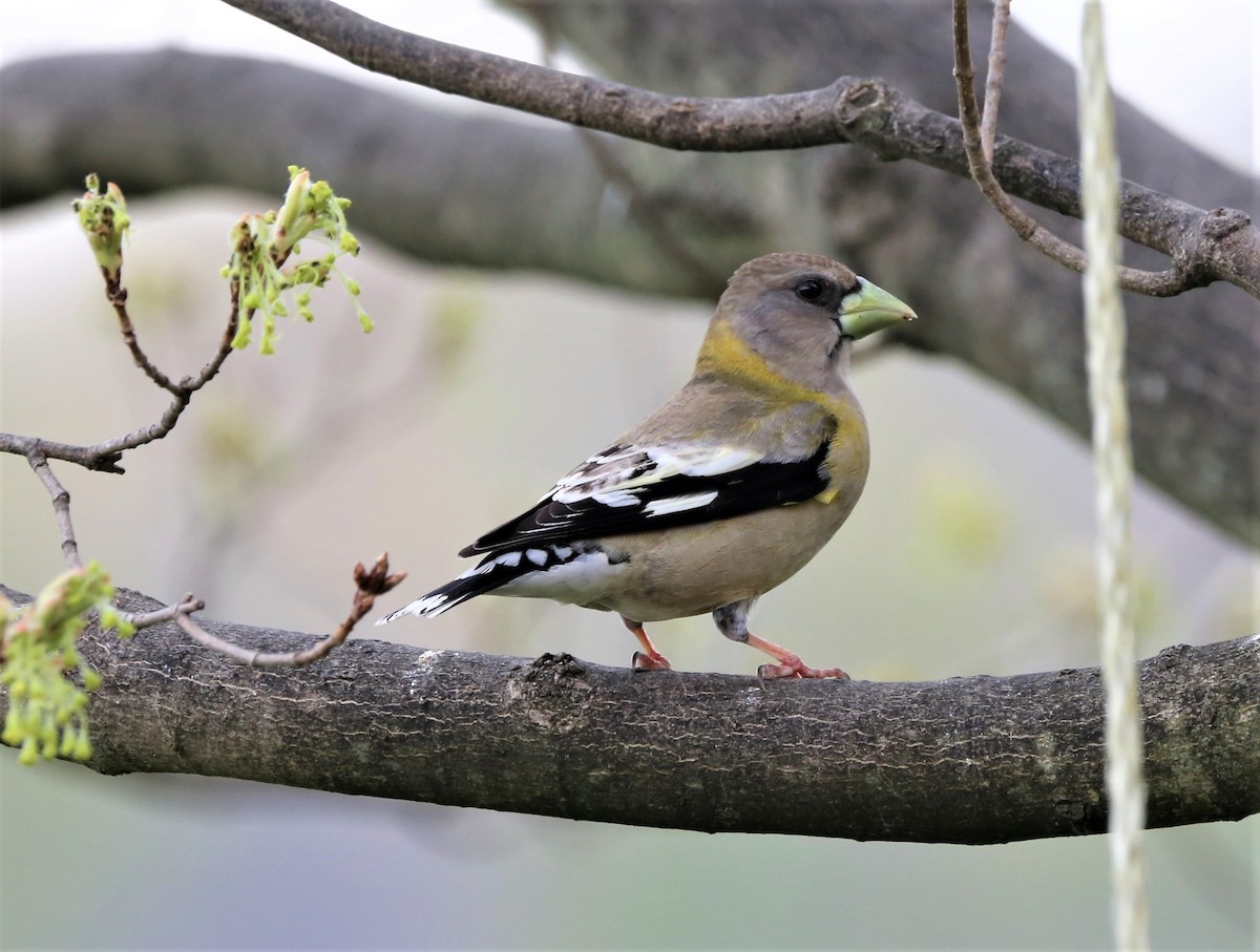 Evening Grosbeak - ML331391901