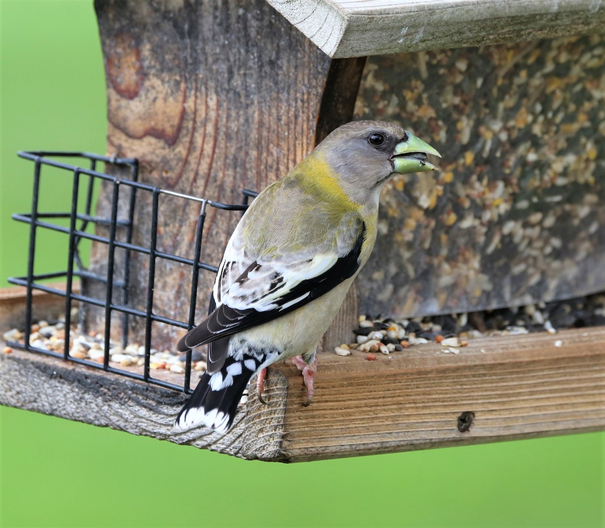Evening Grosbeak - ML331391931