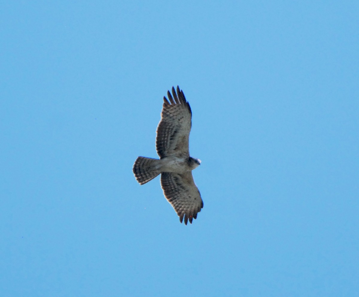 Ayres's Hawk-Eagle - ML331393941