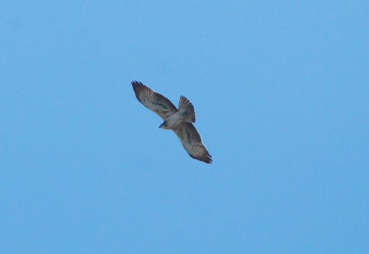 Ayres's Hawk-Eagle - ML331394131